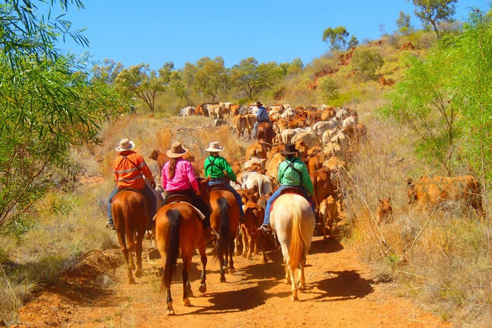 Working on an Australian Cattle Station mustering cattle