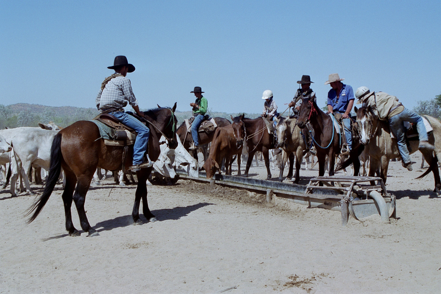 Working as a ringer on a station. Watering horses and cattle.