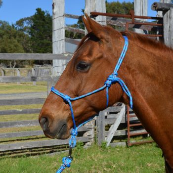 Halter, Headstall, Yachting Rope, 6mm, on horse