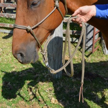 Ezy Hold Lead, Polyester, with loop and bull clip, 7', on horse