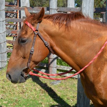 Ezy Hold Reins, All Purpose with Buckle End on horse
