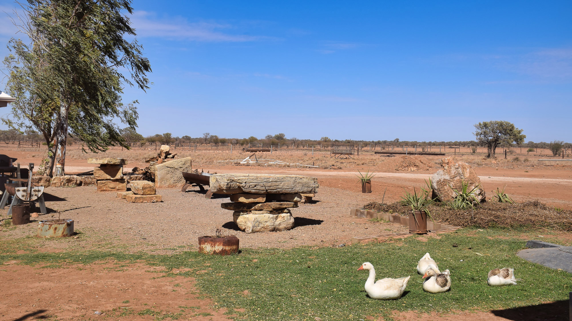 Geese in the beer garden at Manners Creek Station, NT - Kent Saddlery